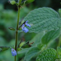 Salvia misella Kunth